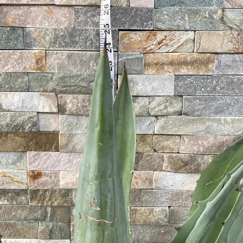 Maguey / agave / blue agave